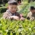 2023年新茶恩施富硒绿茶恩施富硒毛尖