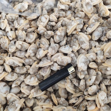 一斤300粒原浆花蛤肉干冰原汁吐沙干净花蛤肉