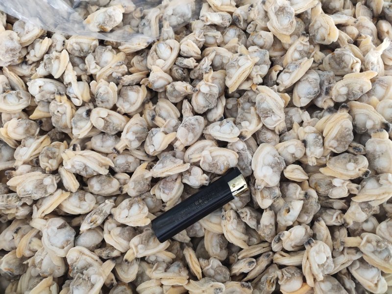 一斤300粒原浆花蛤肉干冰原汁吐沙干净花蛤肉
