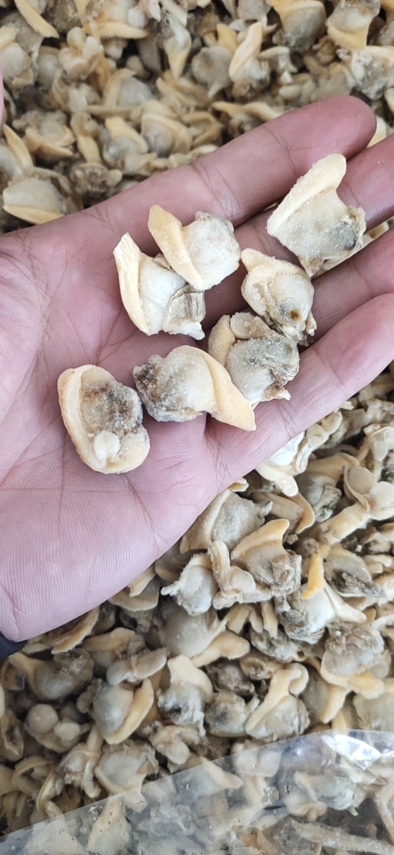一斤300粒原浆花蛤肉干冰原汁吐沙干净花蛤肉