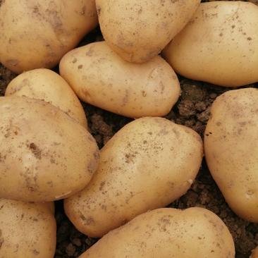 沃土土豆，大棚精品土豆，三两以上，个头均衡，诚信经营