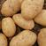 沃土土豆，大棚精品土豆，三两以上，个头均衡，诚信经营