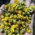 野菊花新货出来了湖北野菊花产地，自己加工，保证质量新鲜