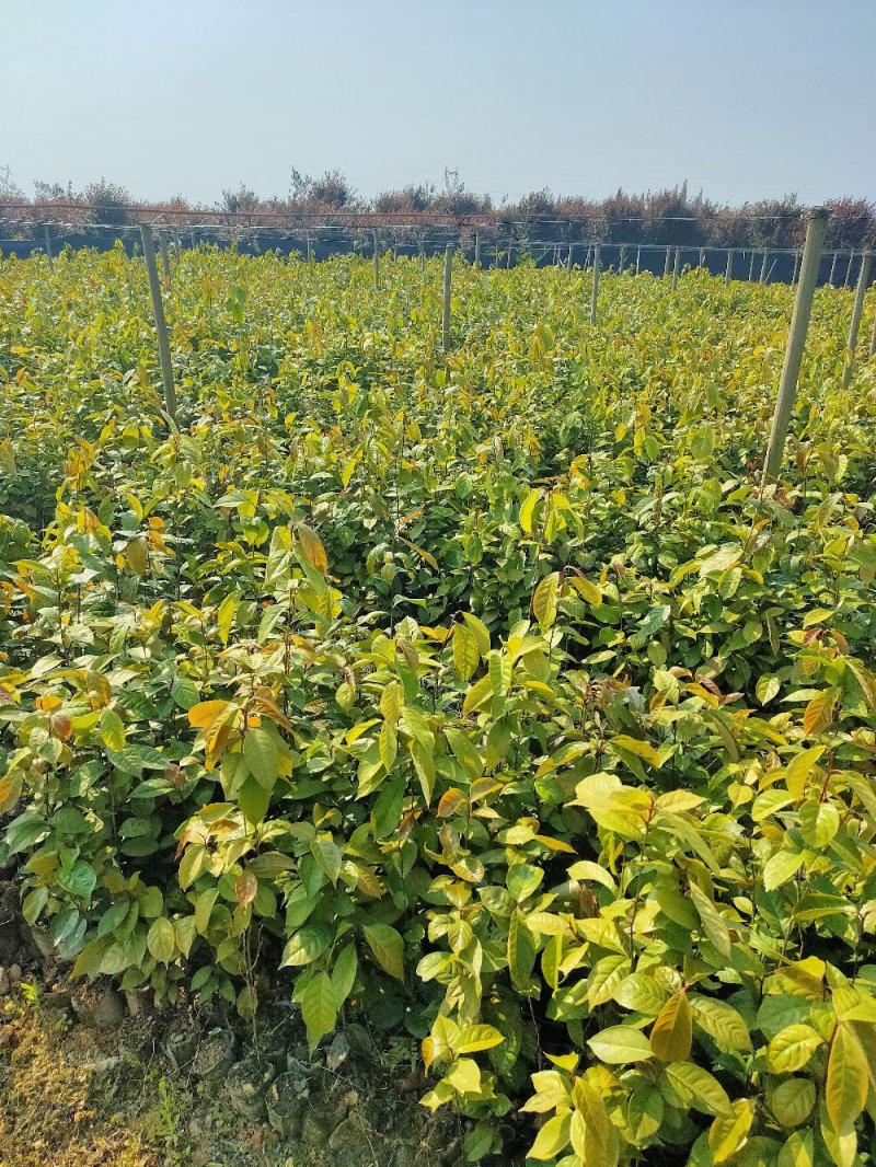 红花油大果油茶园林绿化工程用苗常绿植物