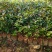 红花油大果油茶园林绿化工程用苗常绿植物