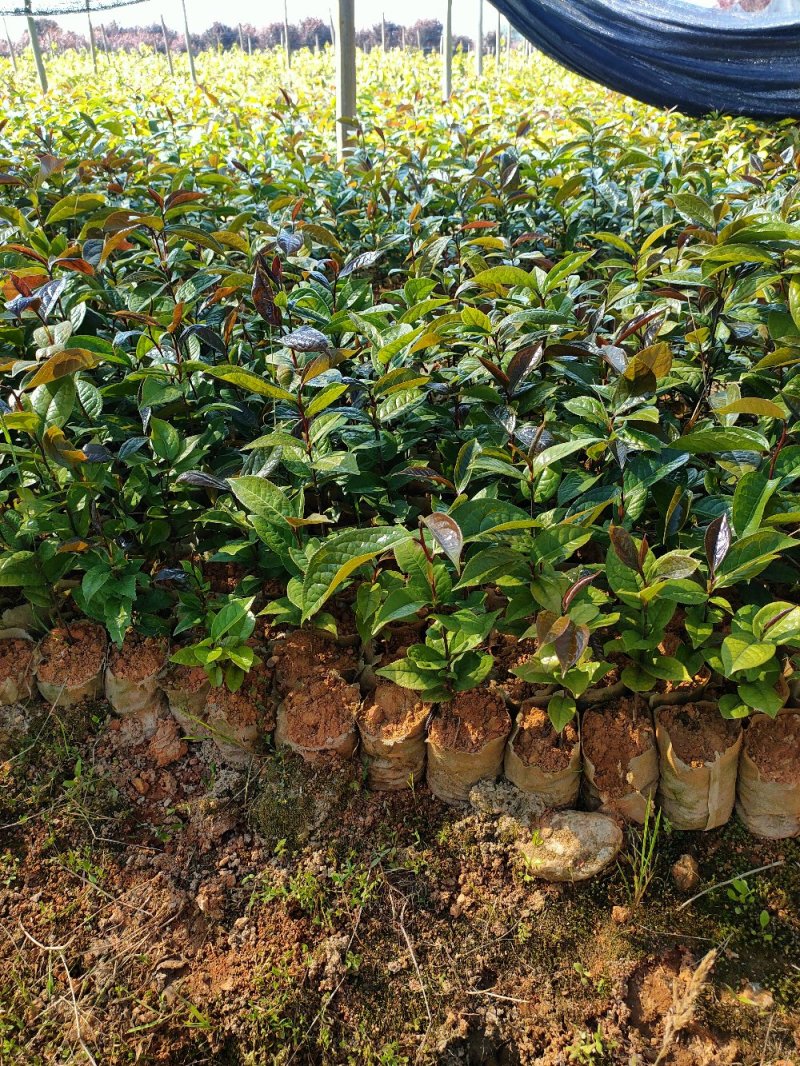 红花油大果油茶园林绿化工程用苗常绿植物
