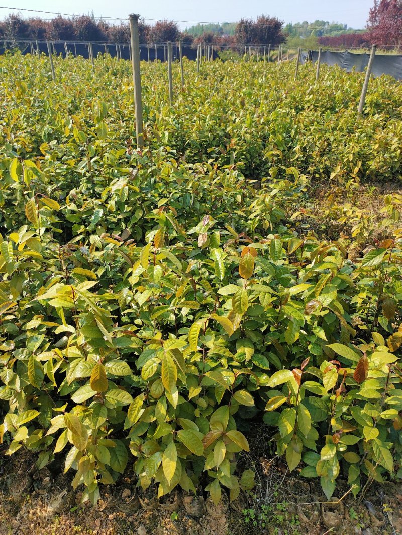 红花油大果油茶园林绿化工程用苗常绿植物