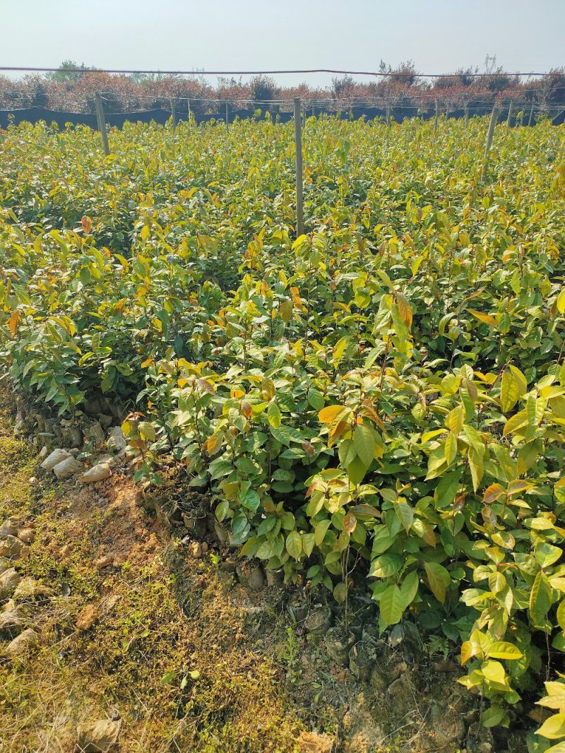红花油大果油茶园林绿化工程用苗常绿植物