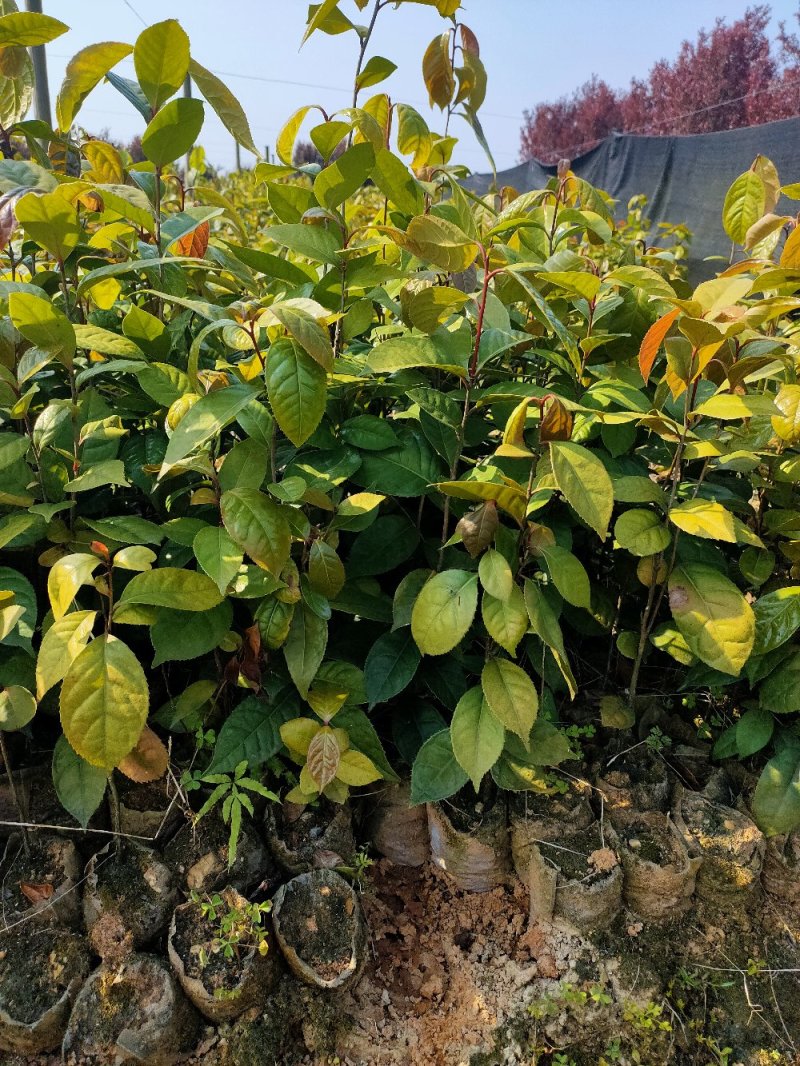 红花油大果油茶园林绿化工程用苗常绿植物