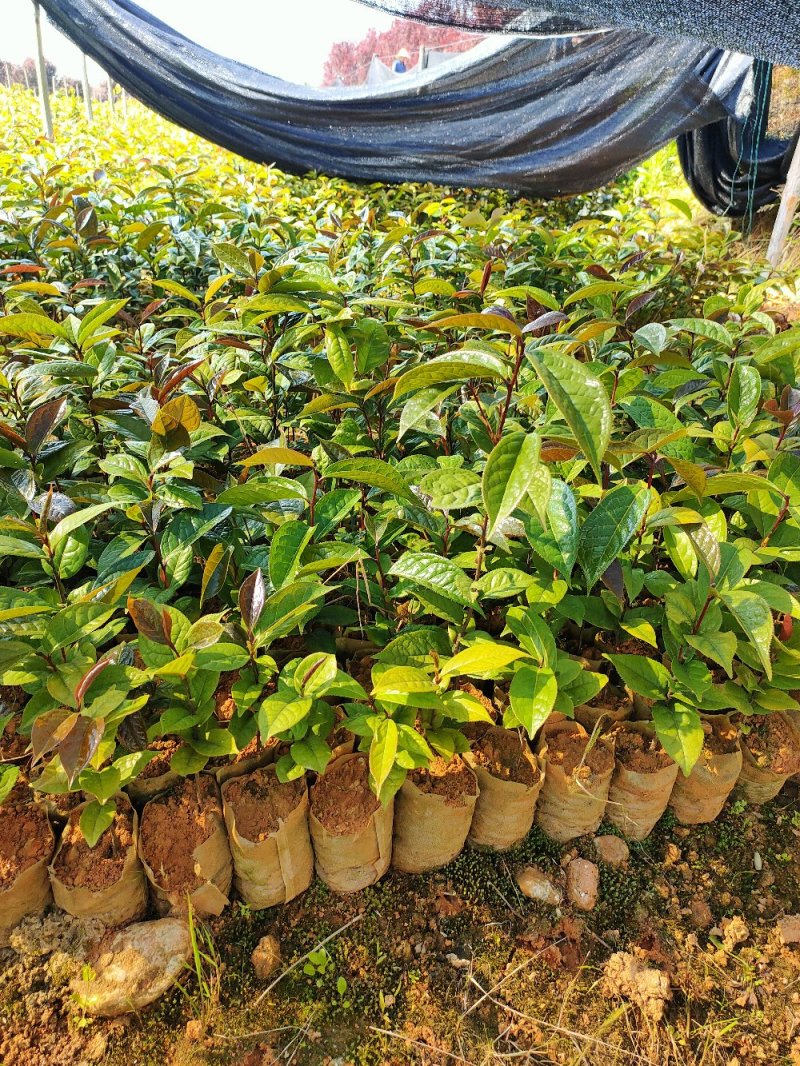 红花油大果油茶园林绿化工程用苗常绿植物