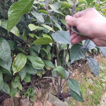 红花油大果油茶园林绿化工程用苗常绿植物