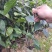 红花油大果油茶园林绿化工程用苗常绿植物