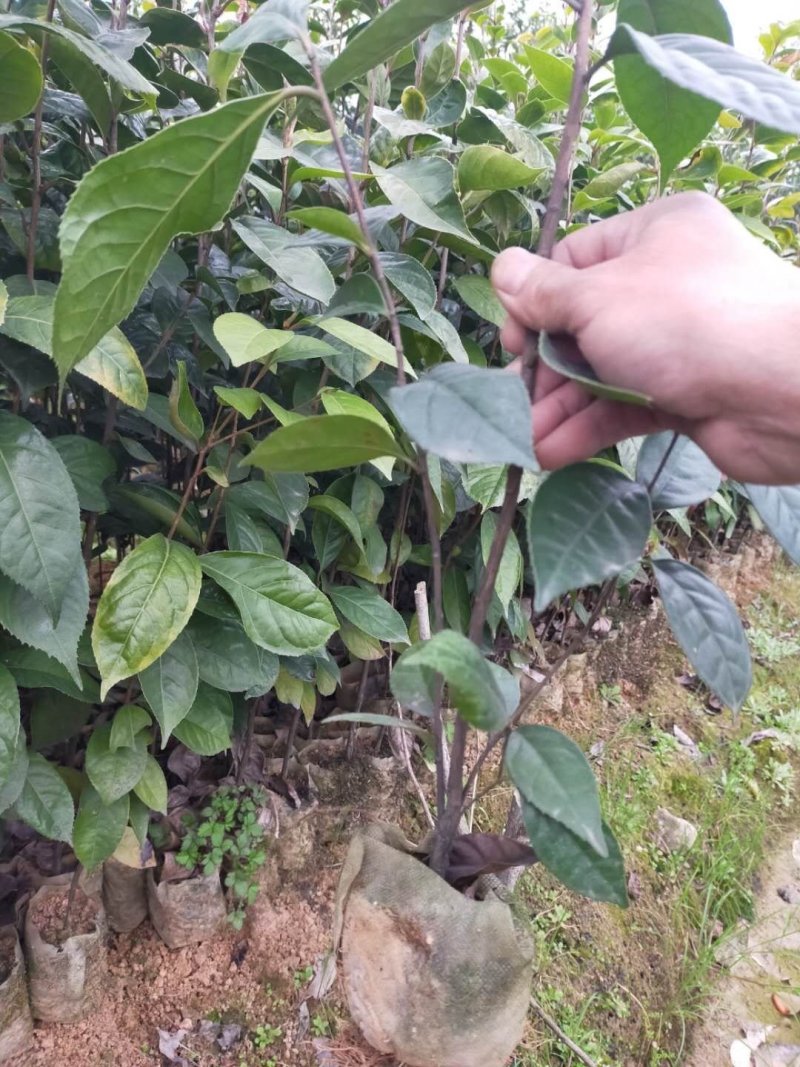 红花油大果油茶园林绿化工程用苗常绿植物
