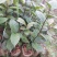 红花油大果油茶园林绿化工程用苗常绿植物