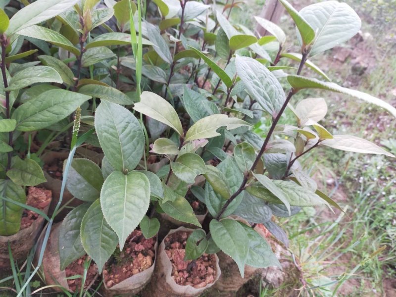 红花油大果油茶园林绿化工程用苗常绿植物