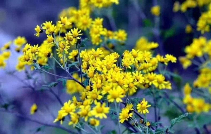 野菊花新货出来了湖北野菊花产地，自己加工，保证质量新鲜