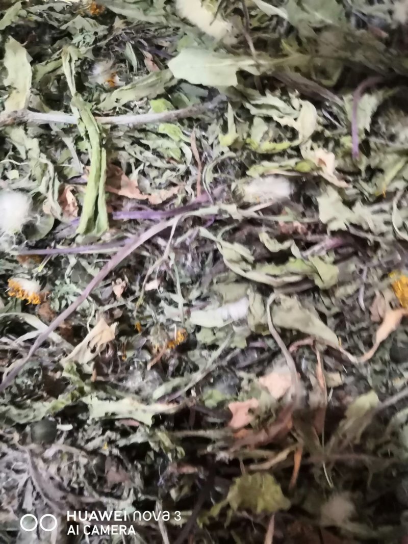 蒲公英中药材规格其全一手货源价格优！量大包邮。