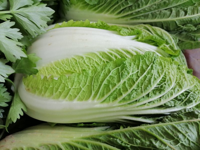 大白菜持续供货，叶片好无虫眼，包心单颗重三四斤