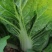 大白菜持续供货，叶片好无虫眼，包心单颗重三四斤