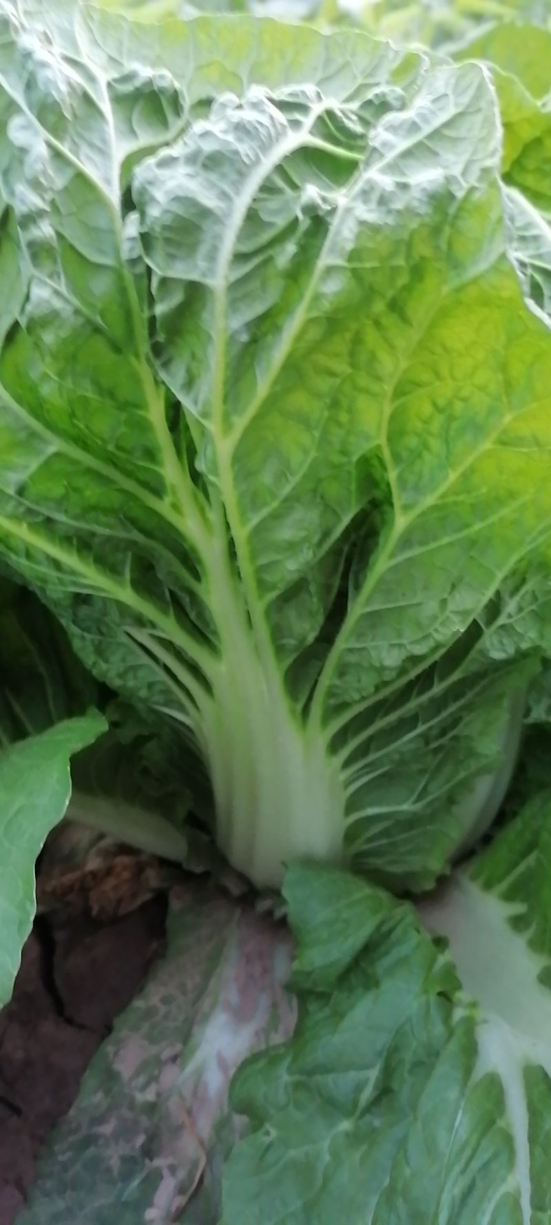 大白菜持续供货，叶片好无虫眼，包心单颗重三四斤