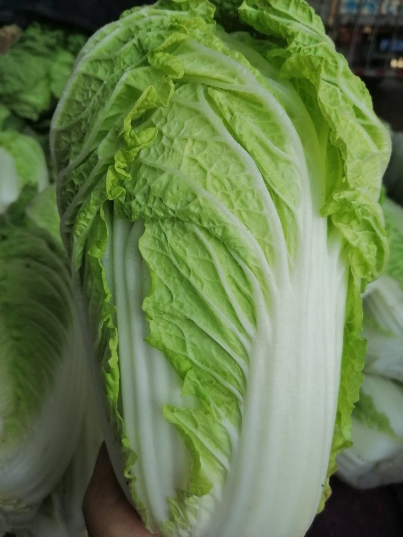 大白菜持续供货，叶片好无虫眼，包心单颗重三四斤