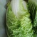 大白菜持续供货，叶片好无虫眼，包心单颗重三四斤