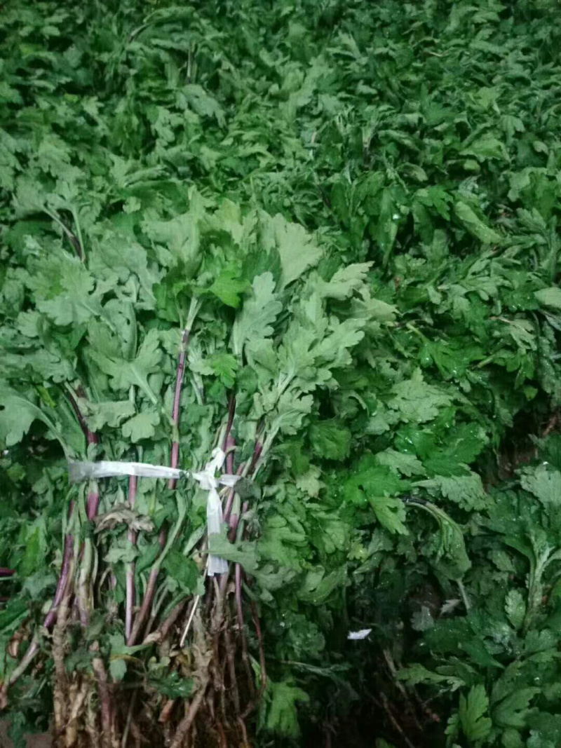 金丝皇菊苗、保证成活率、保回收、免费技术指导