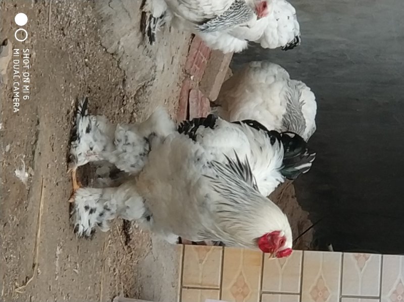 婆罗门种蛋，宠物巨鸡，婆罗门