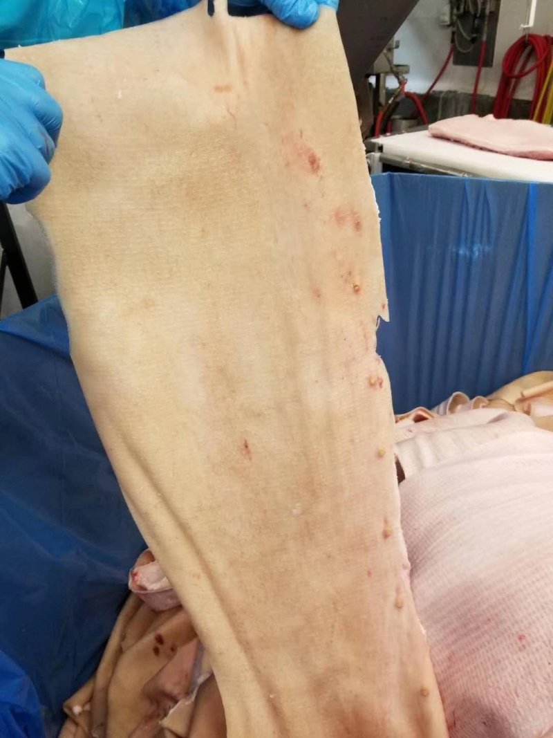 进口国产肥猪无毛去油肥猪腹皮