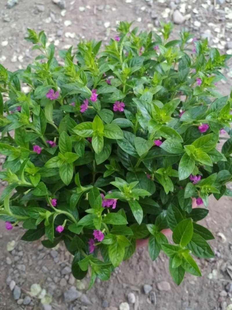 宝莲灯，花期长好管理观赏价值高价格合理发货及时