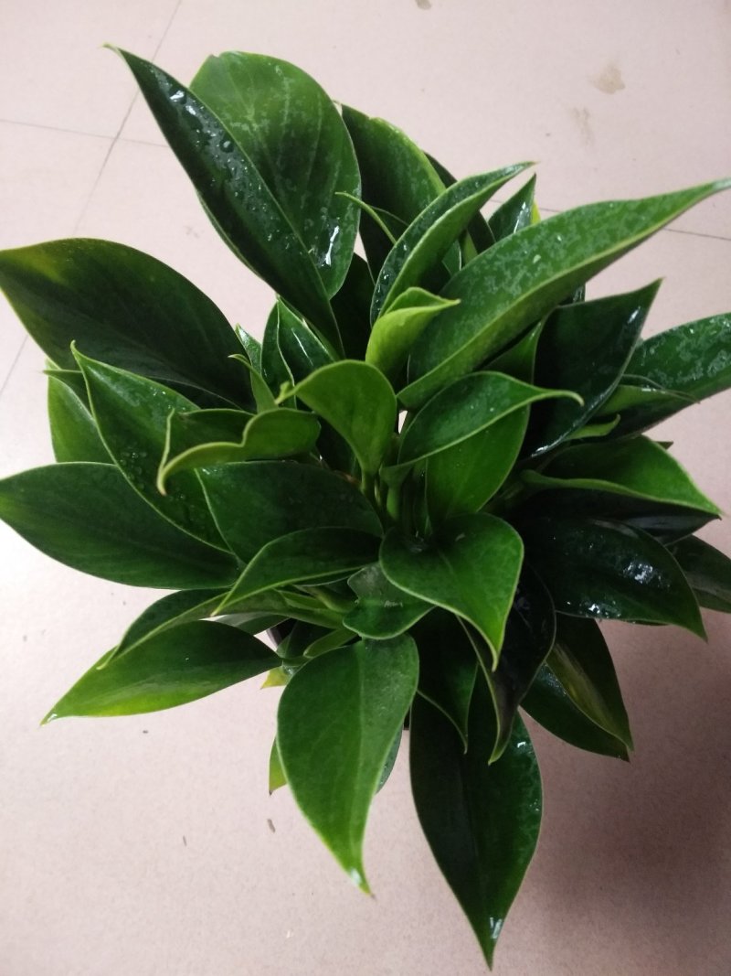 宝莲灯，花期长好管理观赏价值高价格合理发货及时