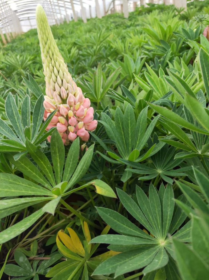 宝莲灯，花期长好管理观赏价值高价格合理发货及时