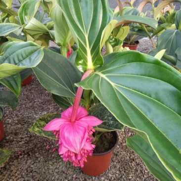 宝莲灯，花期长好管理观赏价值高价格合理发货及时
