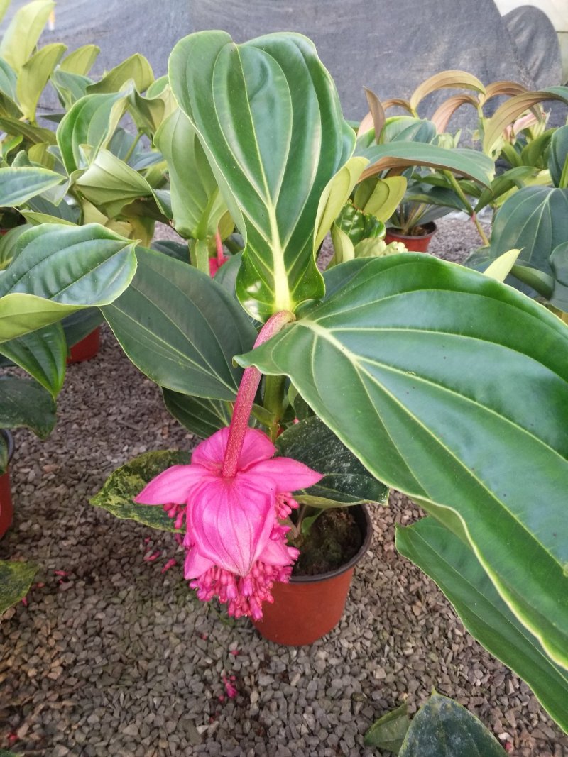 宝莲灯，花期长好管理观赏价值高价格合理发货及时