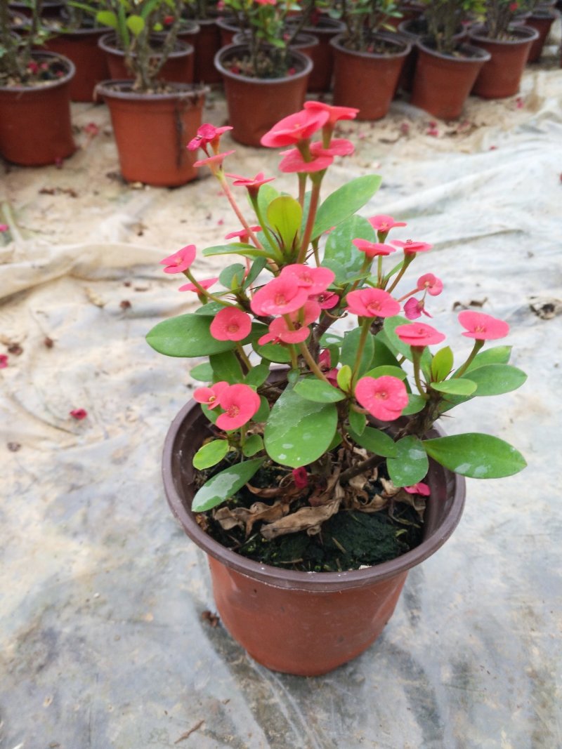 宝莲灯，花期长好管理观赏价值高价格合理发货及时