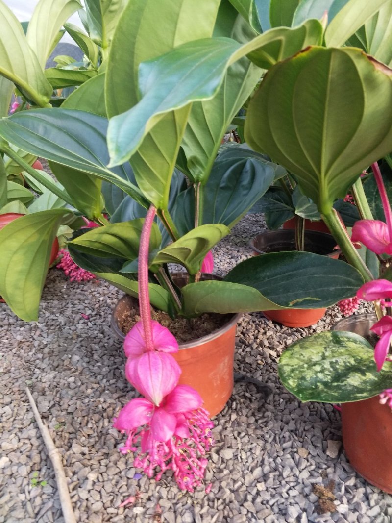 宝莲灯，花期长好管理观赏价值高价格合理发货及时