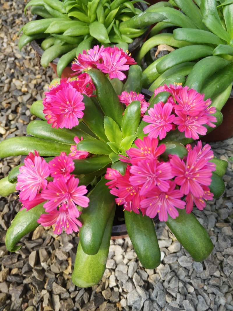 宝莲灯，花期长好管理观赏价值高价格合理发货及时