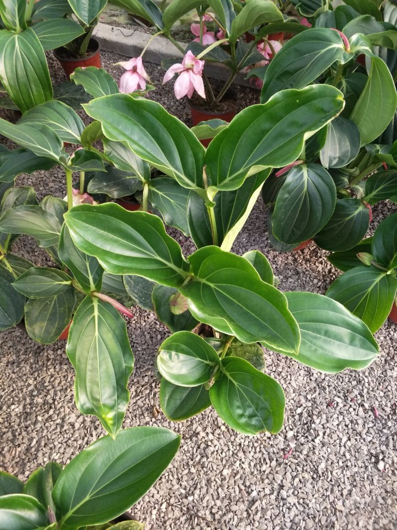 宝莲灯，花期长好管理观赏价值高价格合理发货及时
