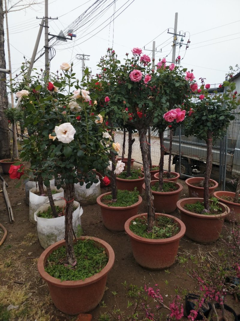 宝莲灯，花期长好管理观赏价值高价格合理发货及时