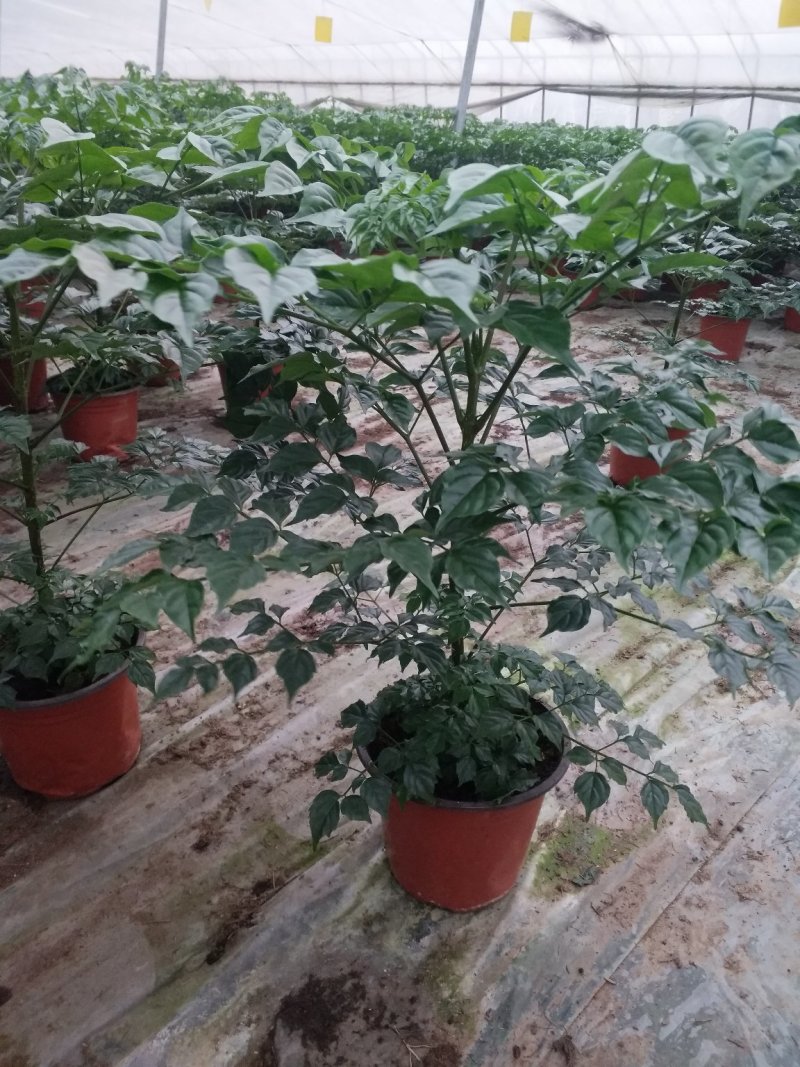 宝莲灯，花期长好管理观赏价值高价格合理发货及时