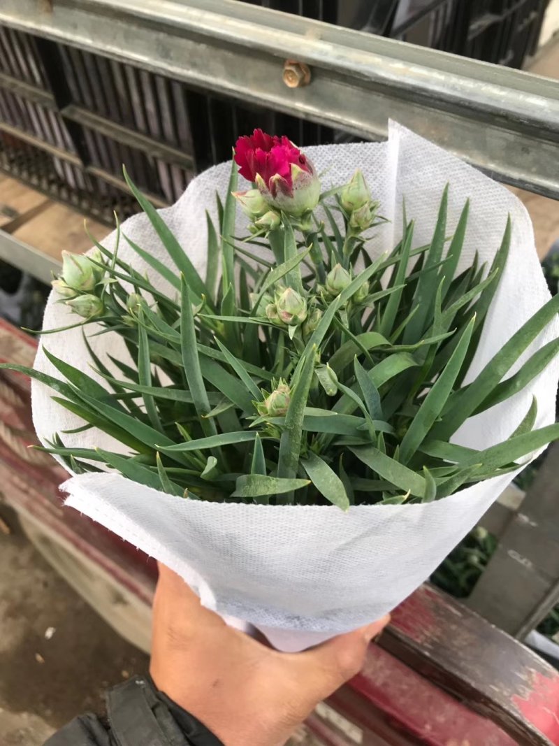 宝莲灯，花期长好管理观赏价值高价格合理发货及时