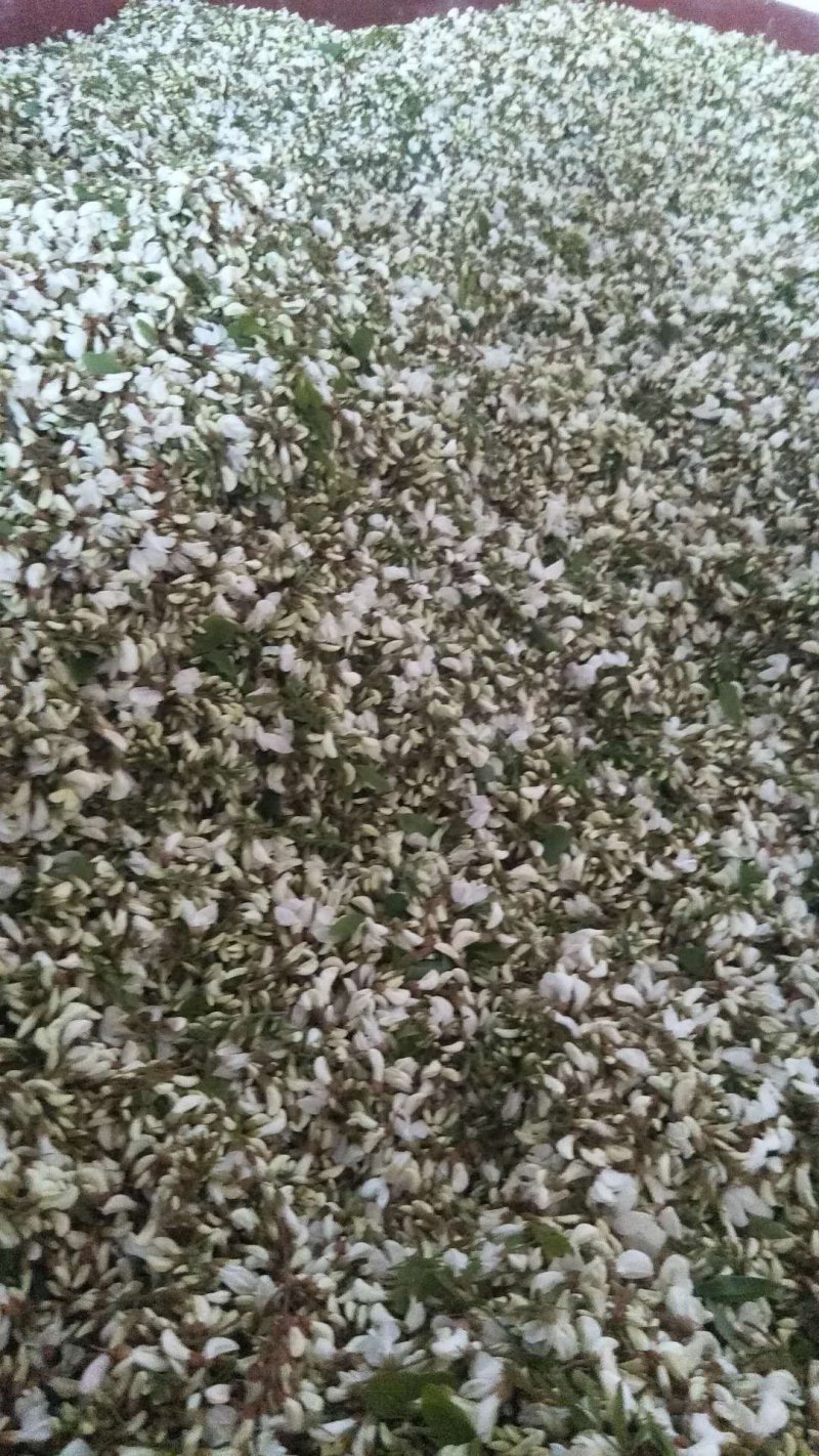 槐花，洋槐花，小花，无杂，产地直供，量大从优！可一件代发