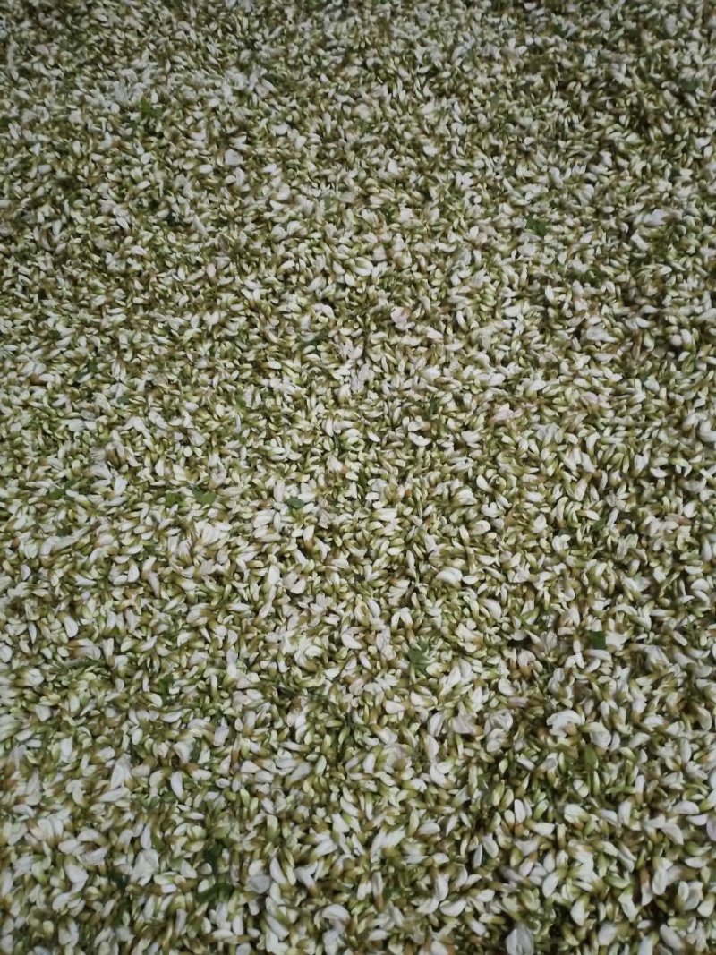 槐花，洋槐花，小花，无杂，产地直供，量大从优！可一件代发