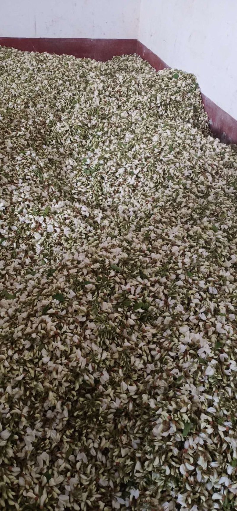 槐花，洋槐花，小花，无杂，产地直供，量大从优！可一件代发