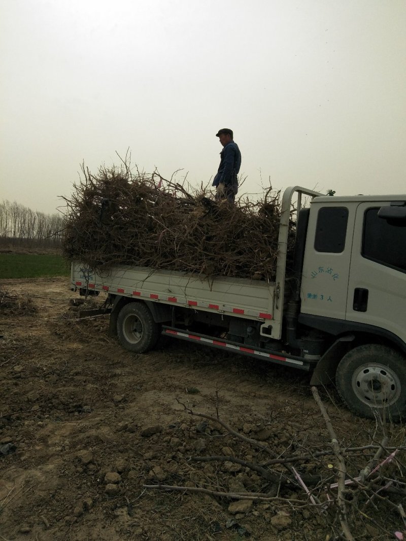 【山东正宗冬枣树苗】保证纯度，假一赔十，成活率高见效快