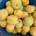 （杏）陕西大棚凯特杏大量上市产地直发，大黄杏，口感香甜