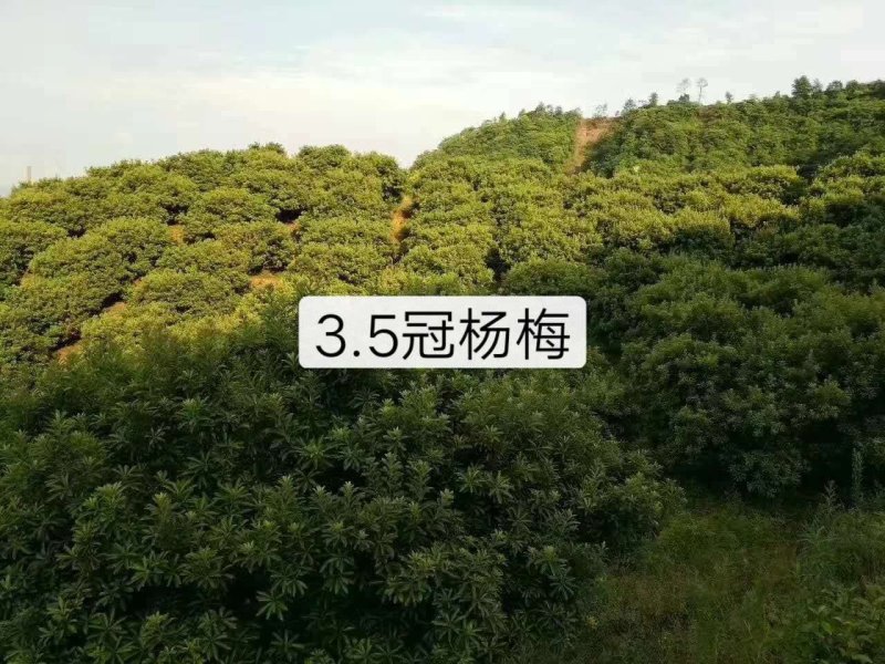 蓝花楹，桂花，杨梅，洋紫荆