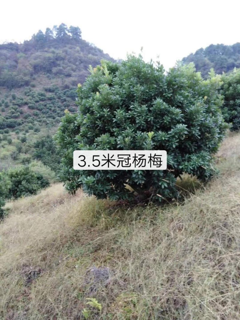 蓝花楹，桂花，杨梅，洋紫荆