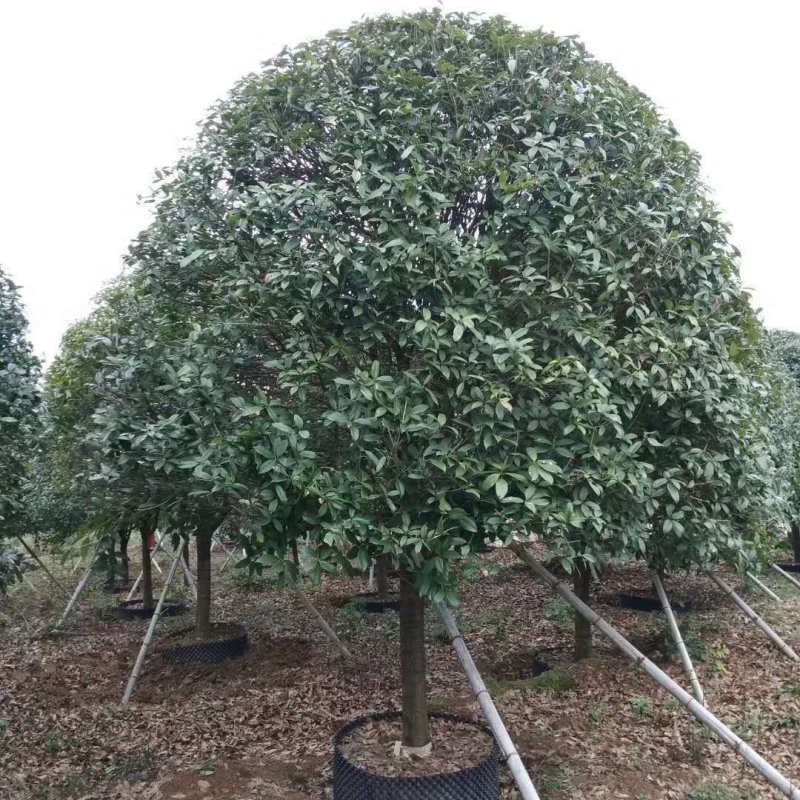 蓝花楹，桂花，杨梅，洋紫荆