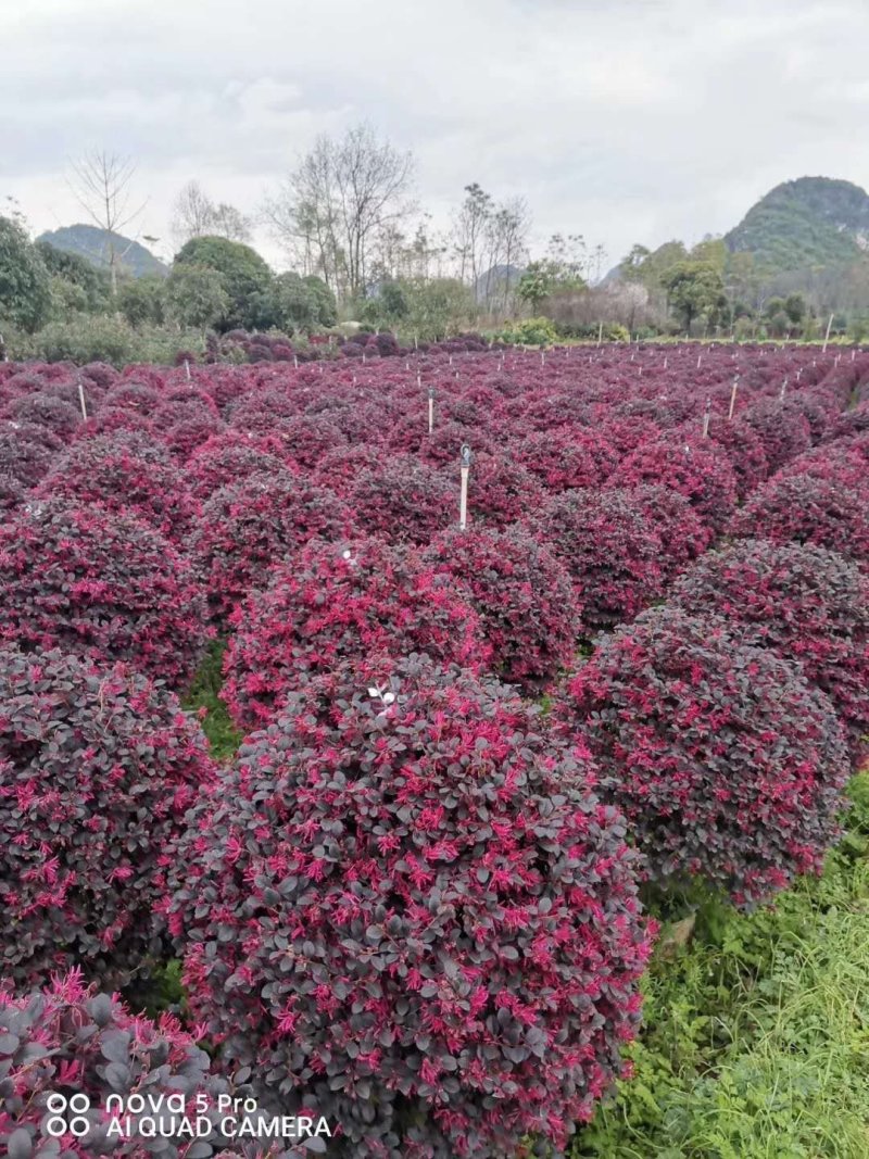 蓝花楹，桂花，杨梅，洋紫荆